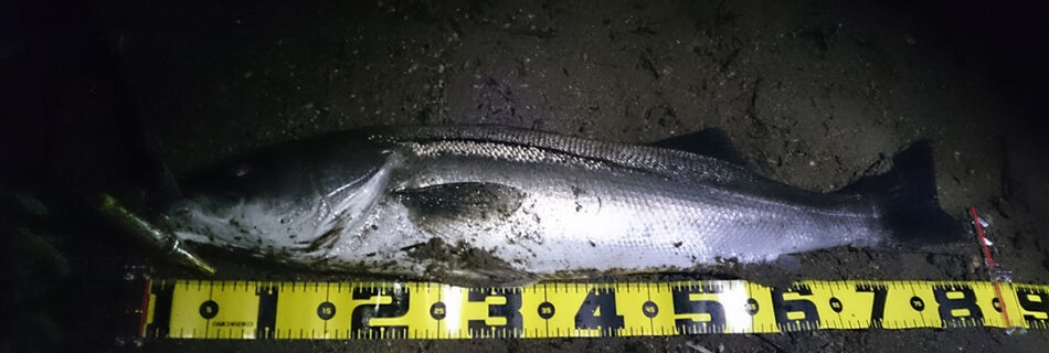 秋田県二ツ井米代川シーバス釣果1