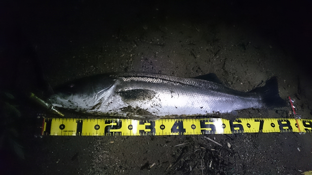 秋田県二ツ井米代川シーバス釣果1