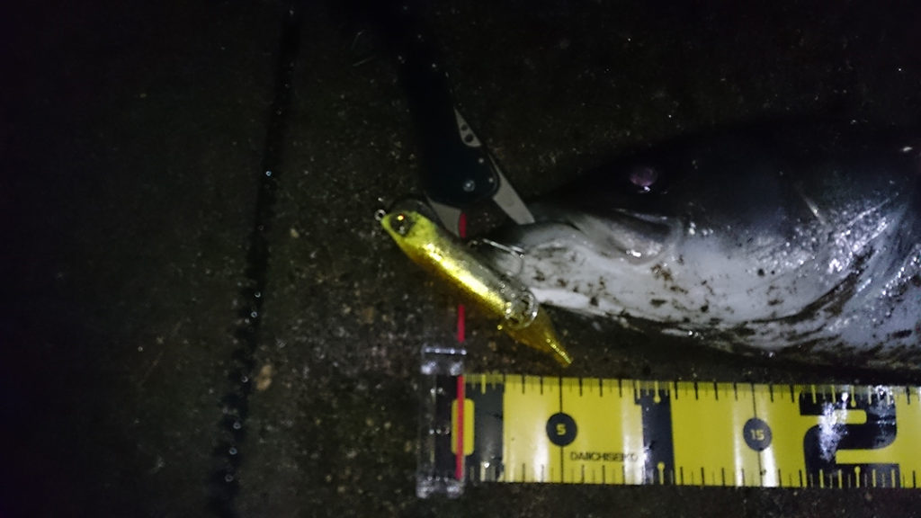 秋田県二ツ井米代川シーバス釣果2