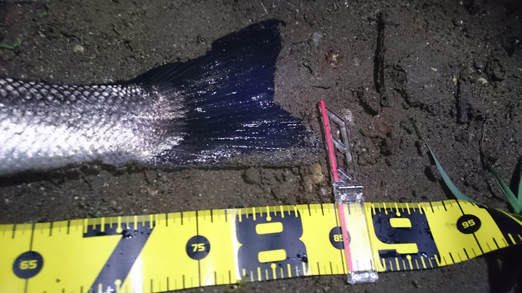 秋田県二ツ井米代川シーバス釣果3