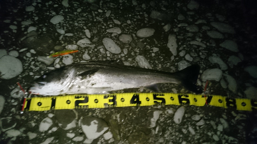 秋田県米代川 シーバス釣果3