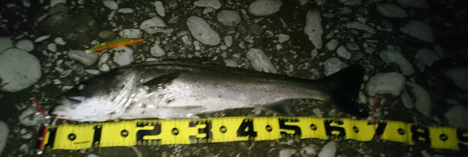 秋田県米代川 シーバス釣果3