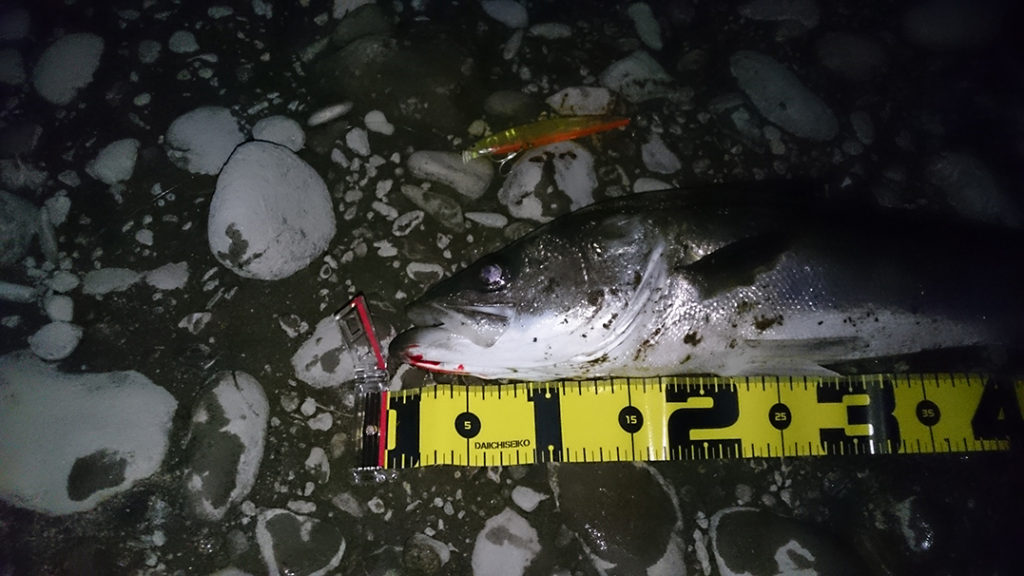 秋田県米代川 シーバス釣果2