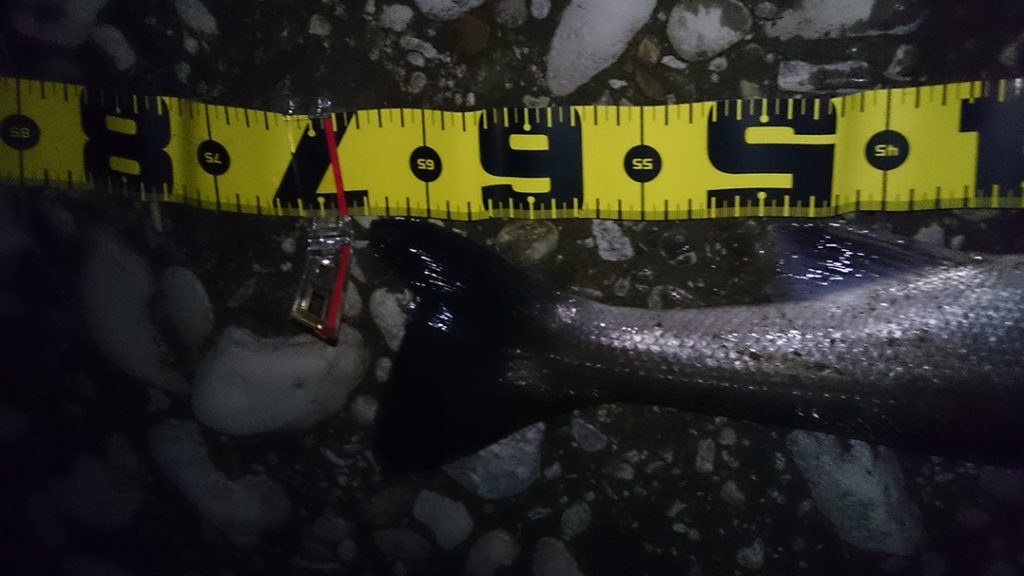 秋田県米代川 シーバス釣果1