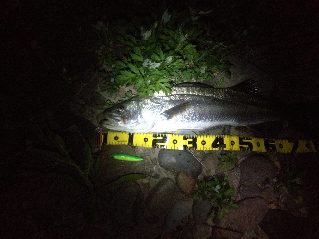 秋田県米代川 シーバス釣果1