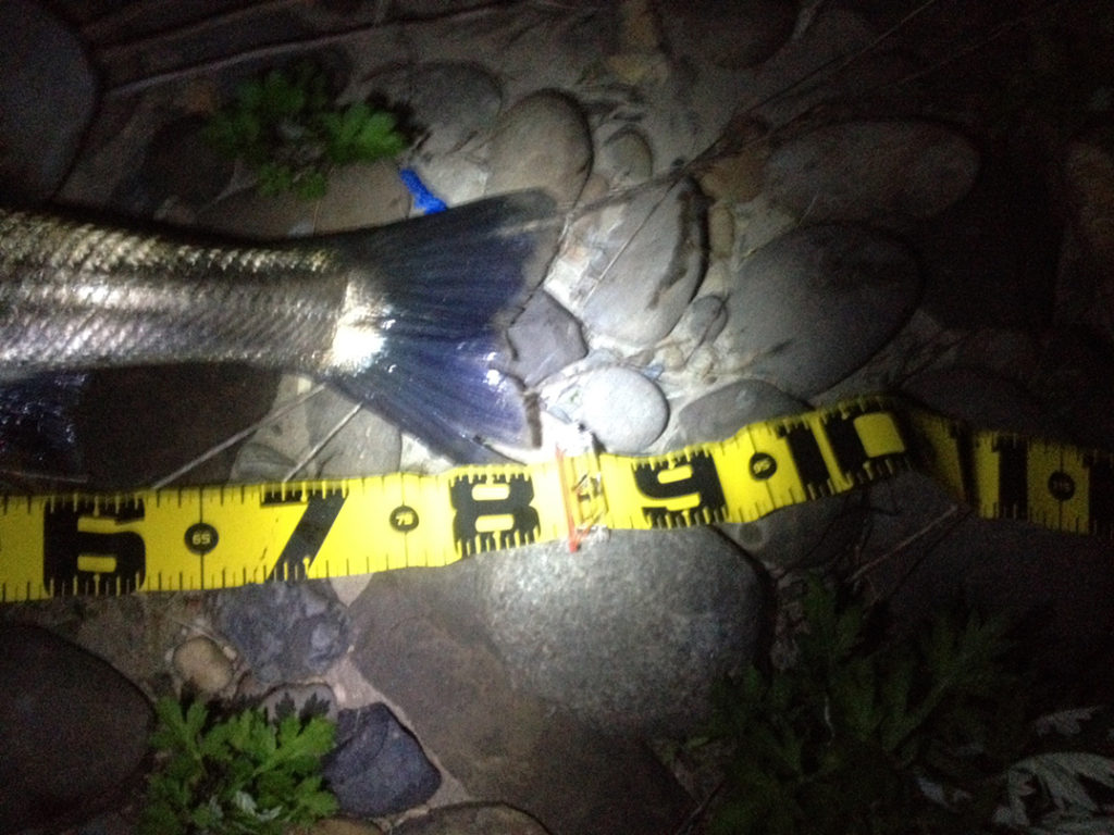 秋田県米代川 シーバス釣果3