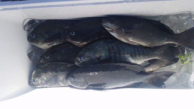 5月26日男鹿市加茂沖磯釣果2