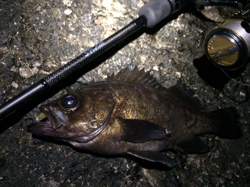 秋田県八峰町釣果 メバル・ソイ