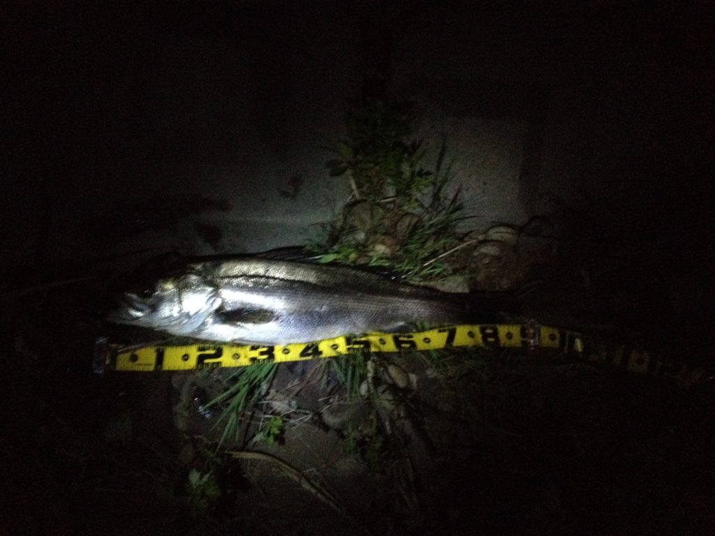 秋田県北秋田市米代川 シーバス釣果1