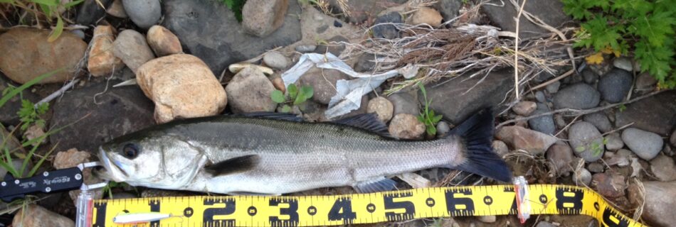 秋田県北秋田市米代川 シーバス釣果1