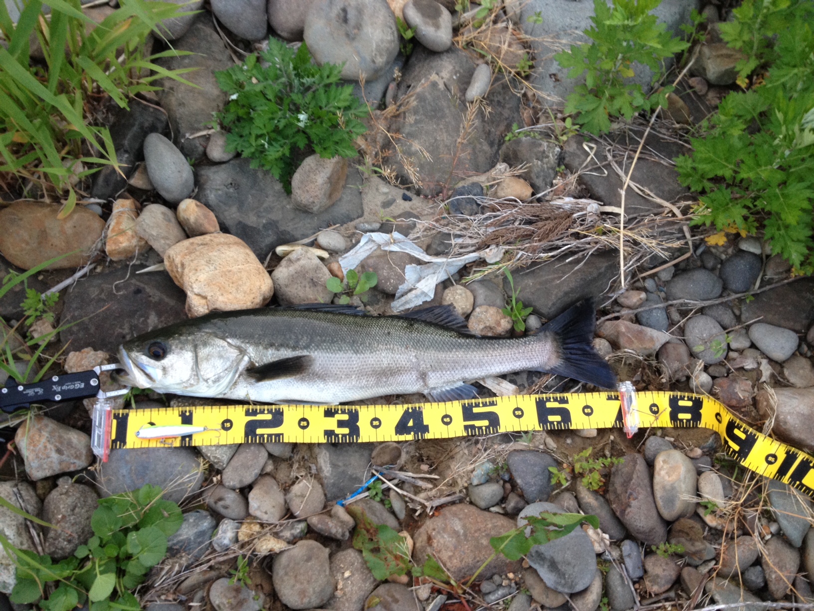 秋田県北秋田市米代川 シーバス釣果1