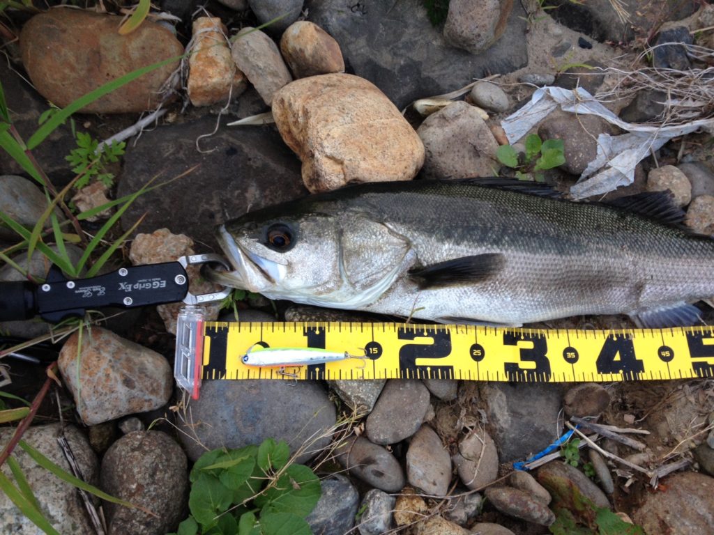 秋田県北秋田市米代川 シーバス釣果2