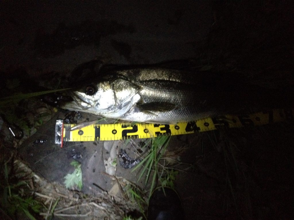 秋田県北秋田市米代川 シーバス釣果2