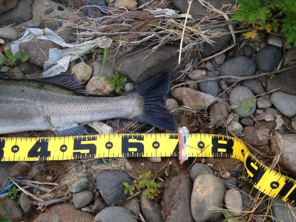 秋田県北秋田市米代川 シーバス釣果3