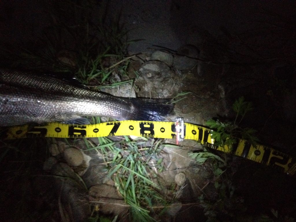 秋田県北秋田市米代川 シーバス釣果3