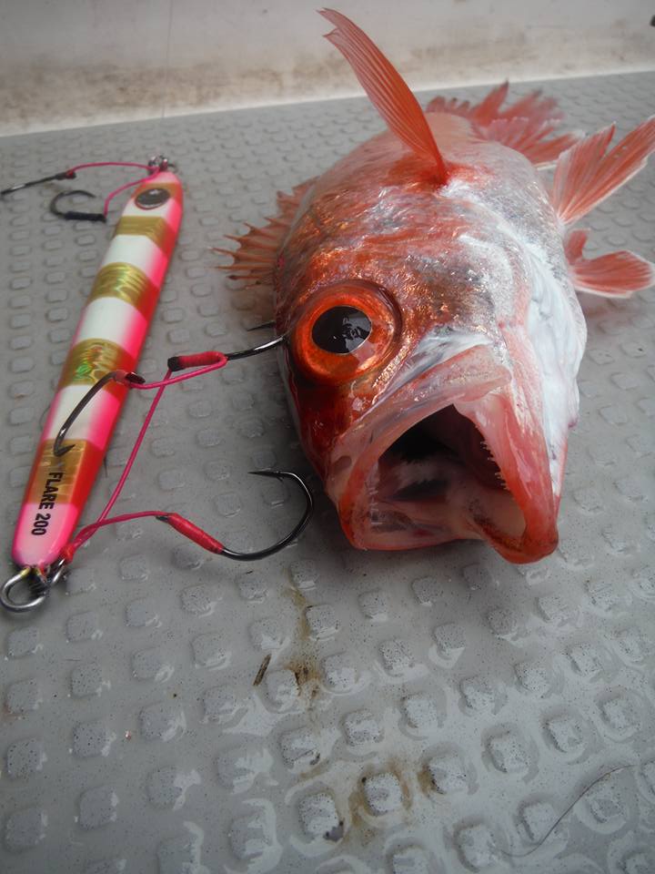 青森県風合瀬沖・鰺ヶ沢沖釣果3