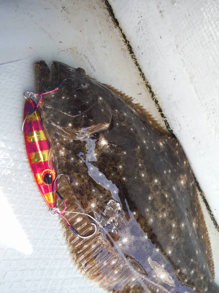 XESTA(ゼスタ)フラップ ヒラメ