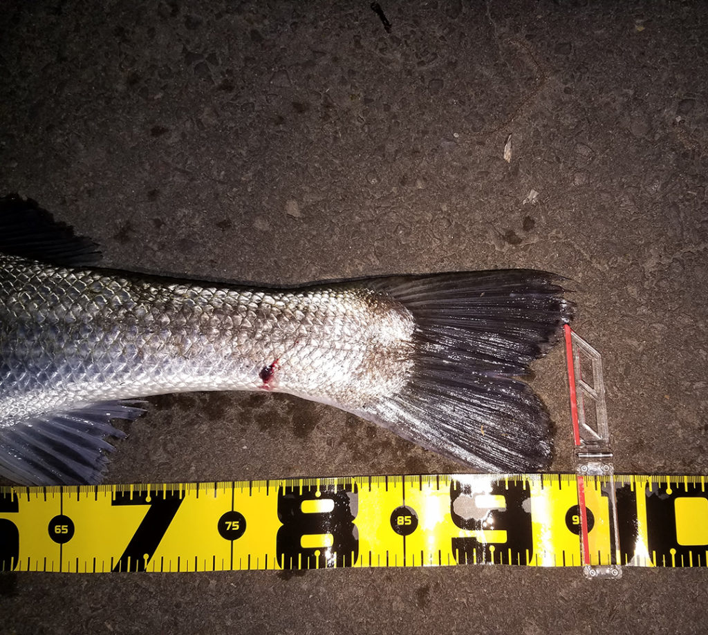 秋田県米代川シーバス釣果3
