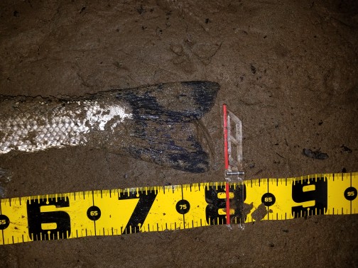 秋田県米代川シーバス釣果3