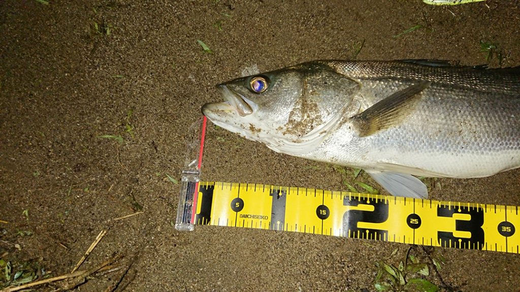 秋田県米代川シーバス釣果2