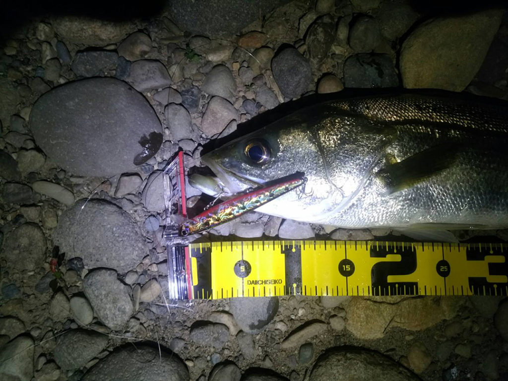 秋田県米代川シーバスダービー2