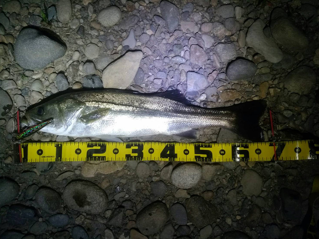 秋田県米代川シーバスダービー1