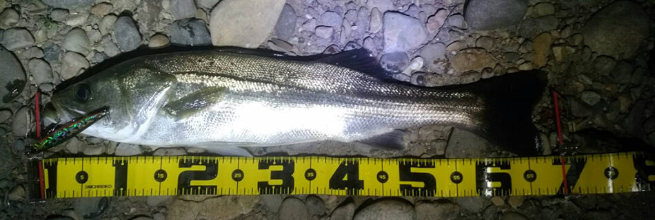 秋田県米代川シーバスダービー1