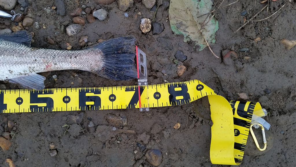 秋田県米代川シーバス釣果6