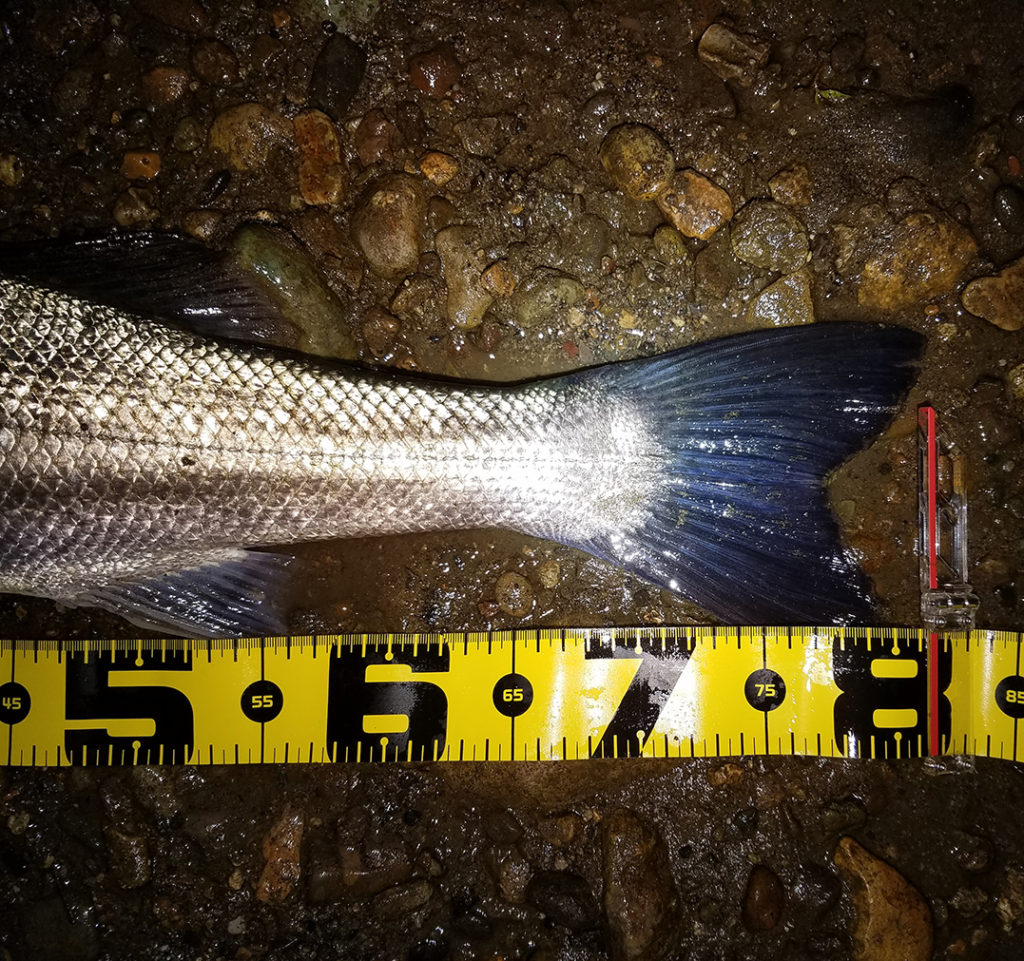 秋田県米代川シーバス釣果3