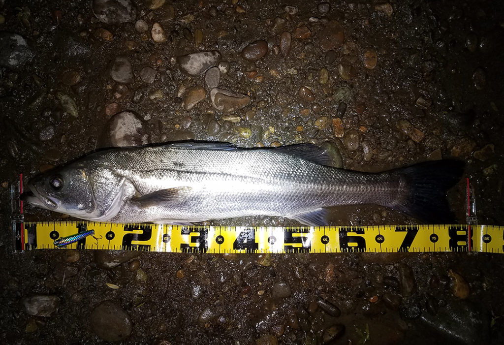 秋田県米代川シーバス釣果1