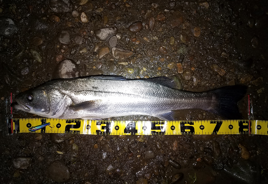 秋田県米代川シーバス釣果1