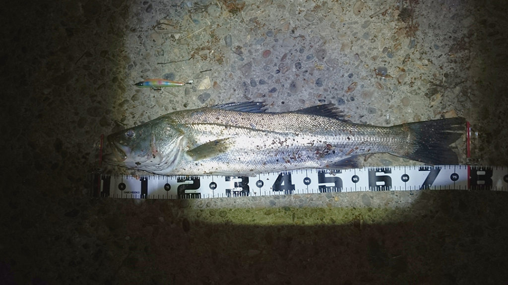 秋田県米代川シーバス釣果1