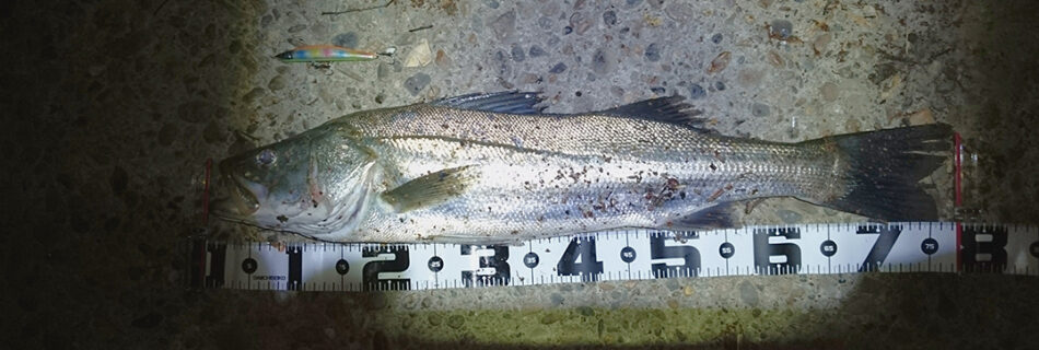 秋田県米代川シーバス釣果1