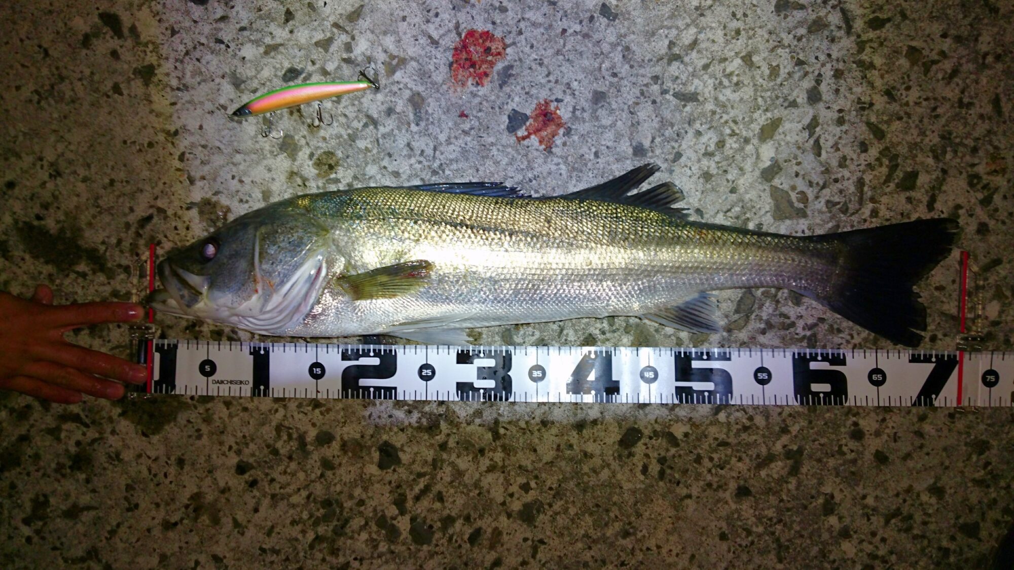 秋田県米代川シーバス釣果1