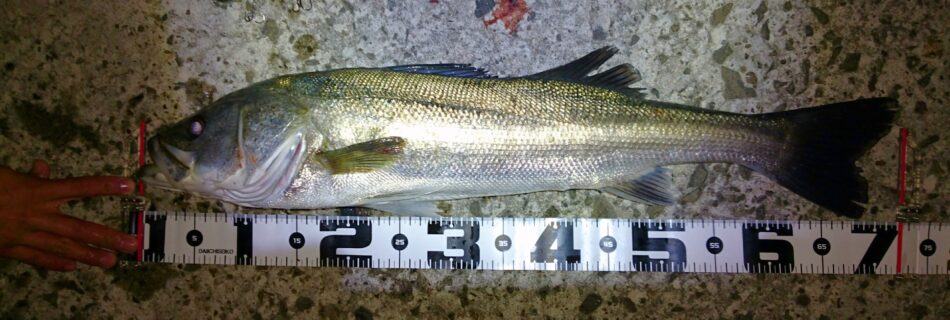 秋田県米代川シーバス釣果1