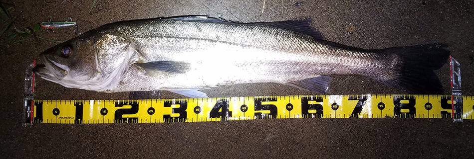 秋田県米代川シーバス釣果1