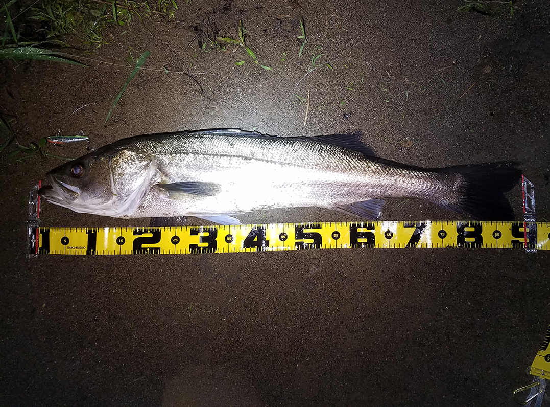 秋田県米代川シーバス釣果1