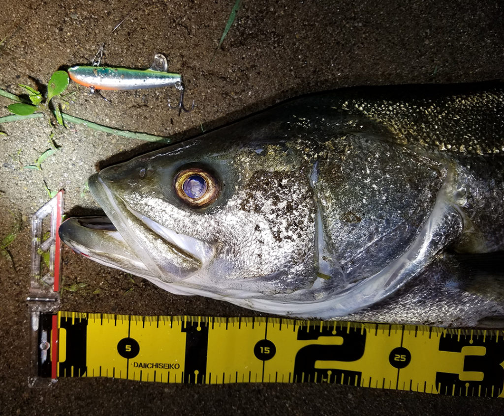 秋田県米代川シーバス釣果2
