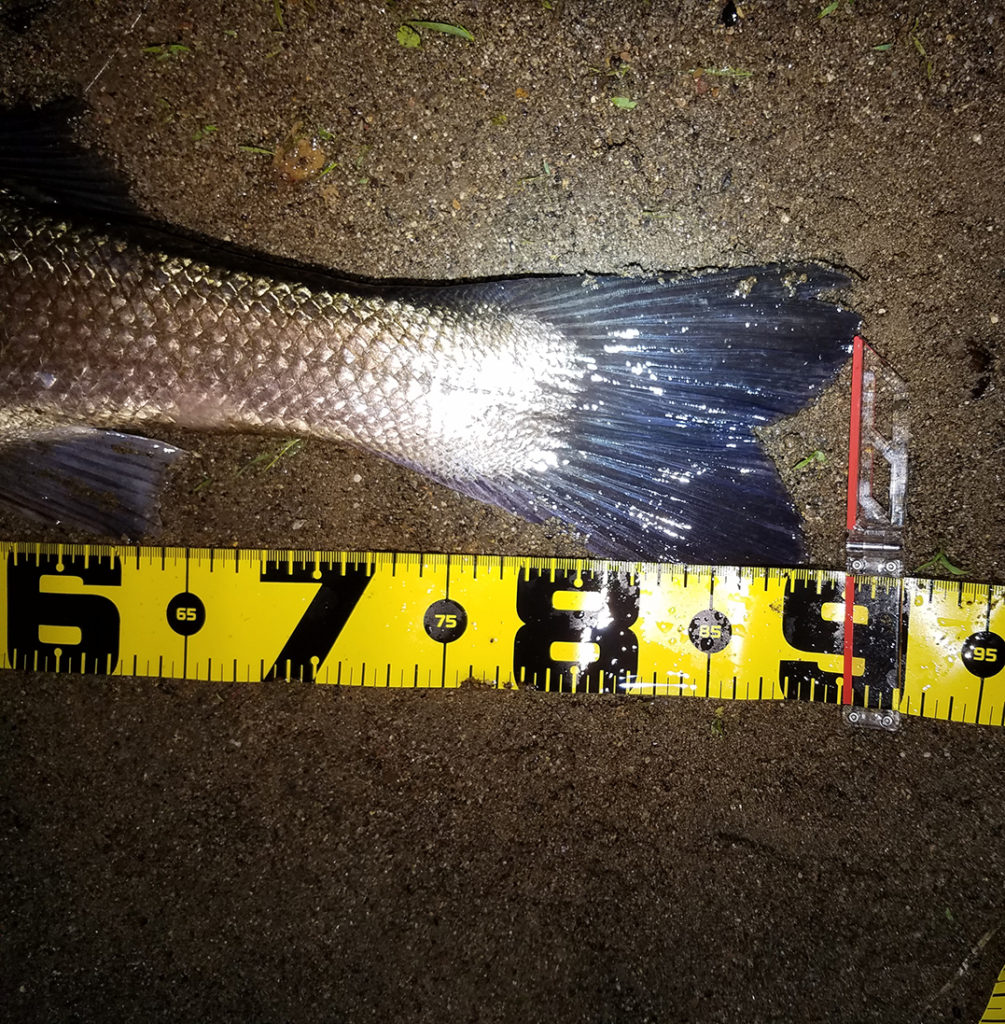 秋田県米代川シーバス釣果3