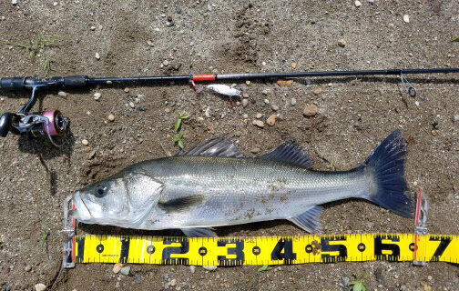 秋田県米代川シーバス釣果1