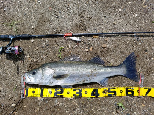 秋田県米代川シーバス釣果1