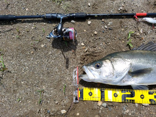 秋田県米代川シーバス釣果2
