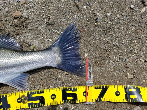 秋田県米代川シーバス釣果3