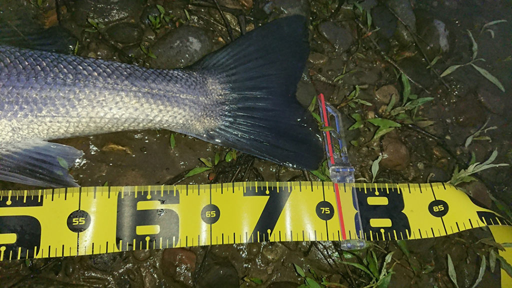 秋田県米代川シーバス釣果3