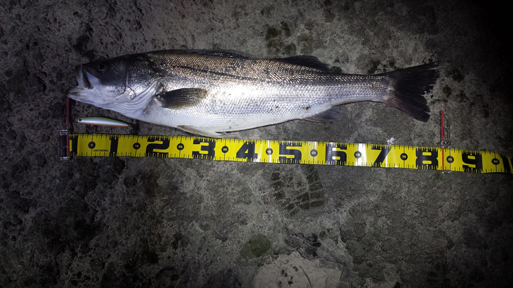 秋田県米代川シーバスダービー1