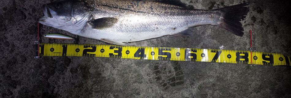 秋田県米代川シーバスダービー1