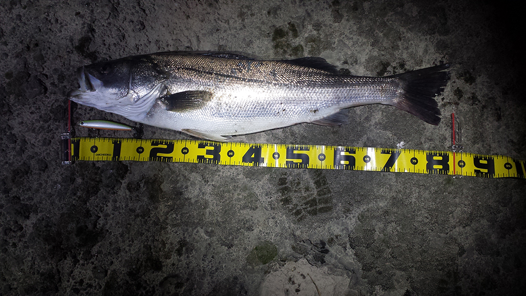 秋田県米代川シーバスダービー1