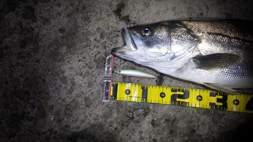 秋田県米代川シーバスダービー2
