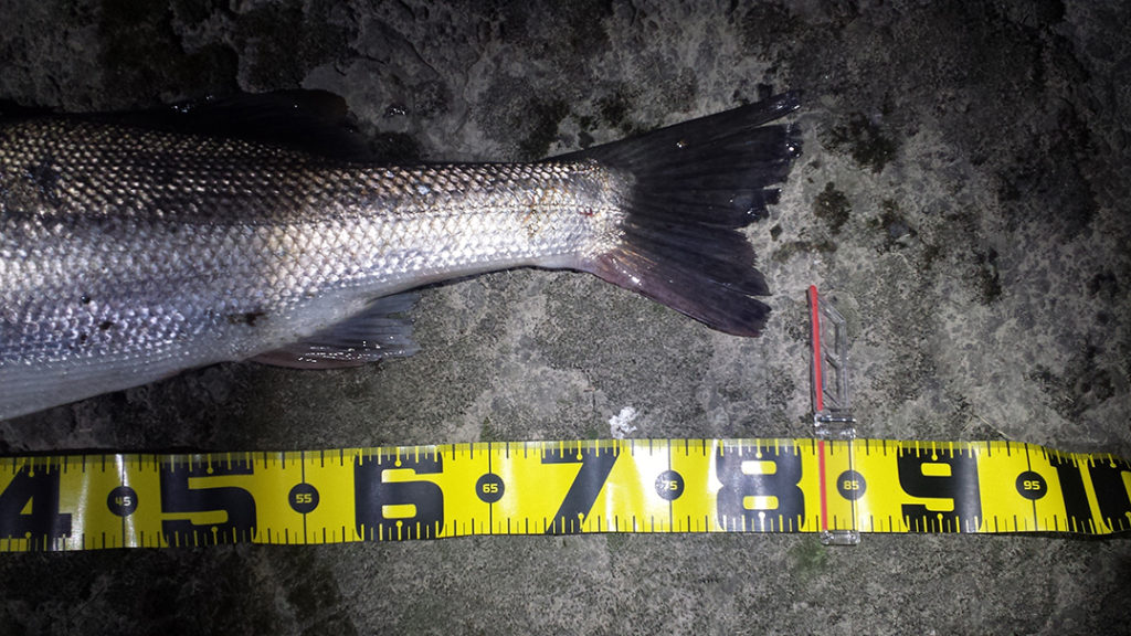 秋田県米代川シーバスダービー3