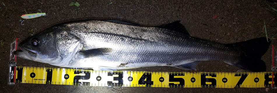 秋田県米代川シーバス釣果80-1